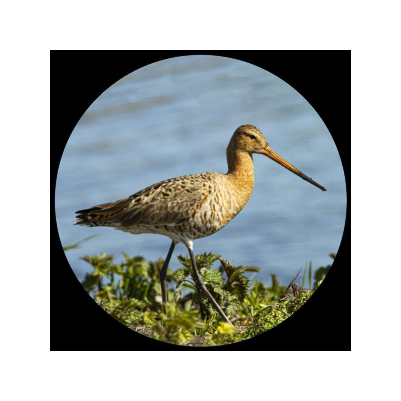 Presse-papiers verre collection oiseau, grutto 3dmouseion -pnat10