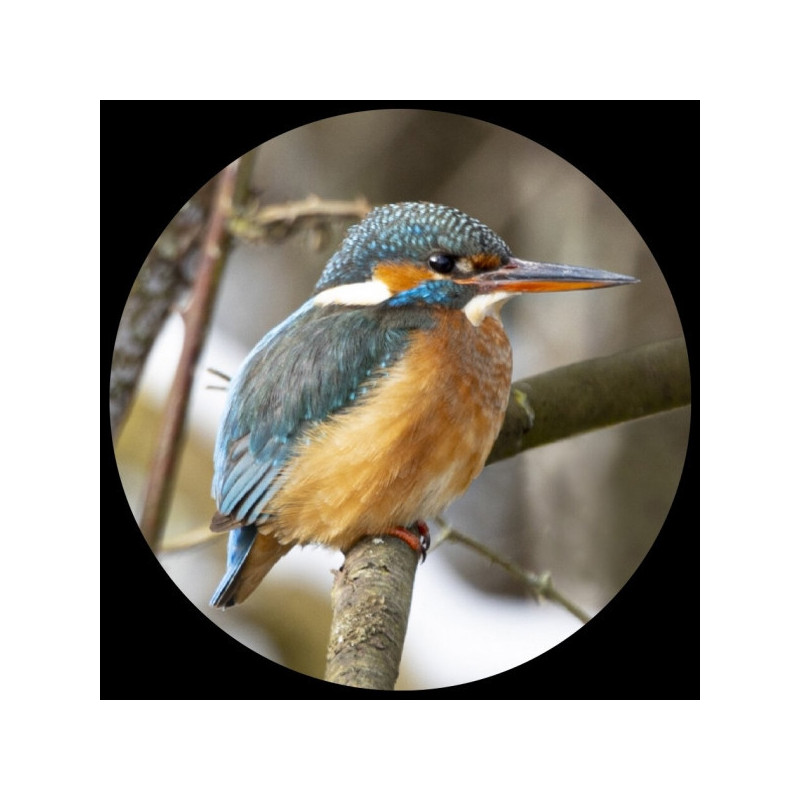 Décoration OiseauxPresse-papiers verre collection oiseau martin-pêcheur d'europe 3dMouseion -PNAT02 3dMouseion