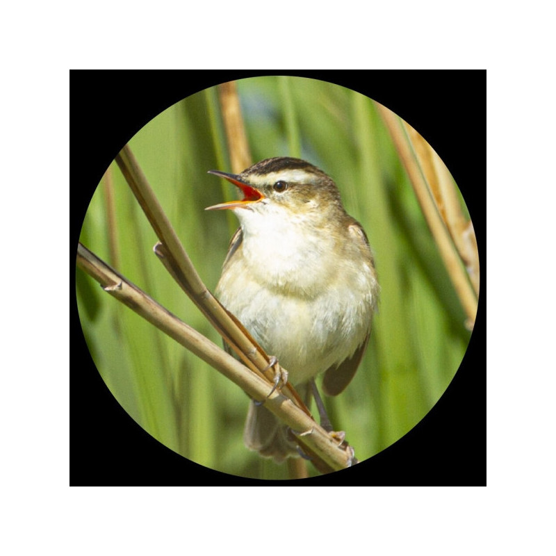 Décoration OiseauxPresse-papiers verre oiseau phragmite des joncs collection 3dMouseion -PNAT07 3dMouseion