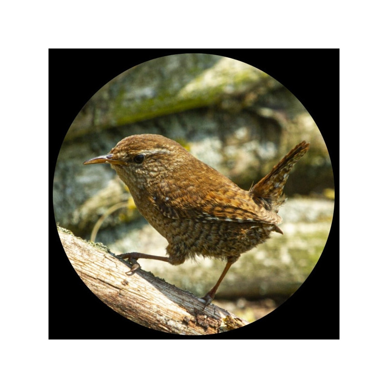 Décoration OiseauxPresse-papiers verre collection oiseau troglodyte mignon 3dMouseion -PNAT04 3dMouseion
