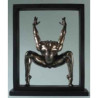Dy talk man jumping framed Parastone -WU75810