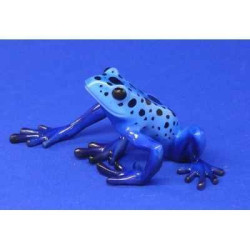 Animaux marins grenouille blue poison-dart frog bf05