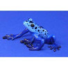Animaux marins grenouille blue poison-dart frog bf05