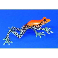 Animaux marins grenouille dendrobates reticulatus  bf10