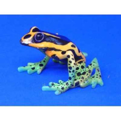 Animaux marins grenouille dendrobates quinquevittatus  bf12