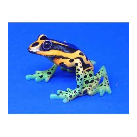 Animaux marins grenouille dendrobates quinquevittatus  bf12