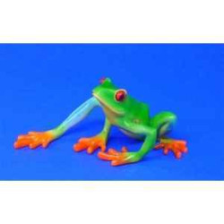 Animaux marins grenouille red-eyed tree frog bf01