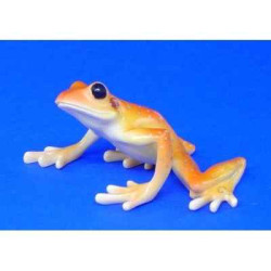 Animaux marins grenouille stoney creek frog  bf07