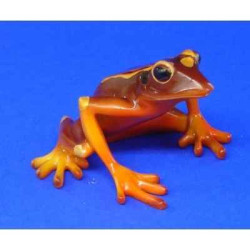 Animaux marins grenouille red bellied tree frog bf08