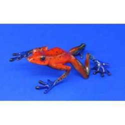 Animaux marins grenouille strawberry frog  bf06