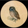 Presse Papier duerer owl Parastone -PDUR2