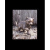 Chatons debout -AN1382BRW-B