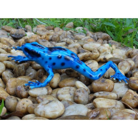 Grenouille forêt tropicale / bleu -AN0983BR-C