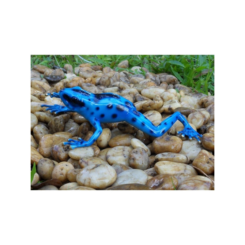 Grenouille forêt tropicale / bleu -AN0983BR-C