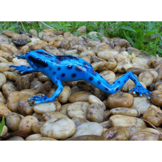 Grenouille forêt tropicale / bleu -AN0983BR-C