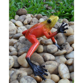 Grenouille forêt tropicale / rouge -AN0984BR-C