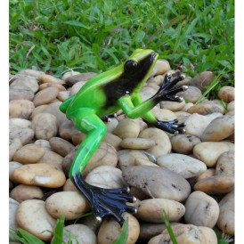 Grenouille forêt tropicale / vert -AN0985BR-C