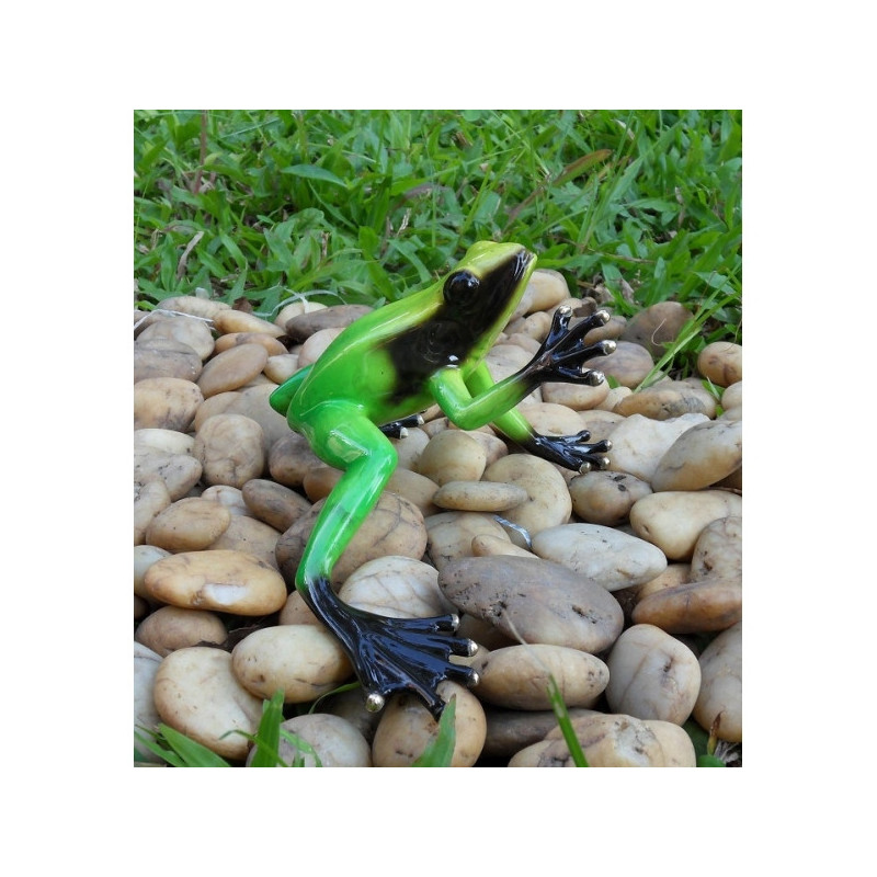 Grenouille forêt tropicale / vert -AN0985BR-C