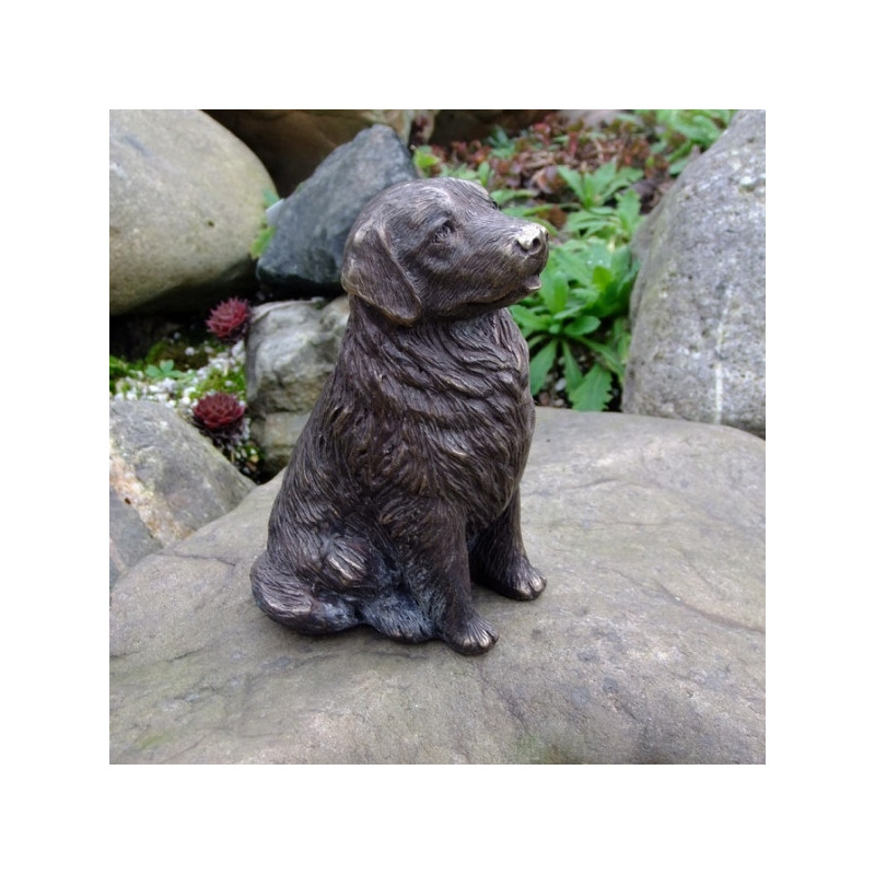 Labrador -AN1261BRW-B