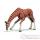 Figurine Girafe femelle buvant Schleich -14390