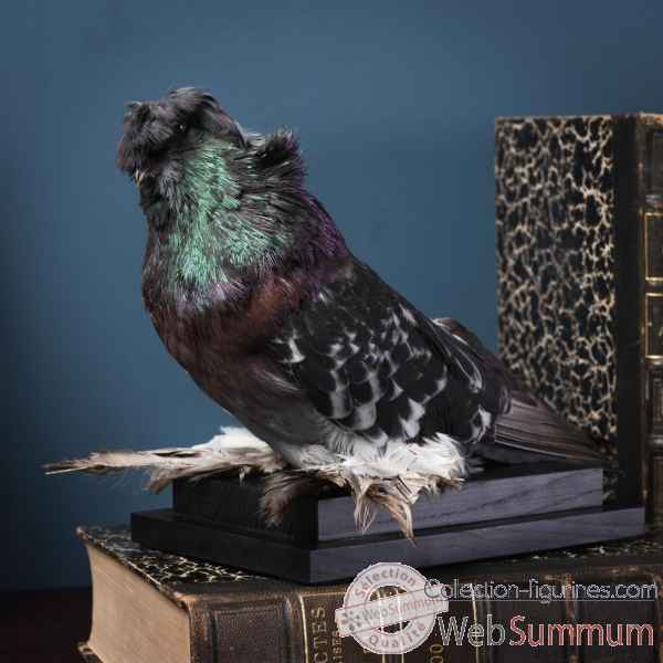 Pigeon d\'ornement tambour sur socle rect bois Objet de Curiosité -PU359