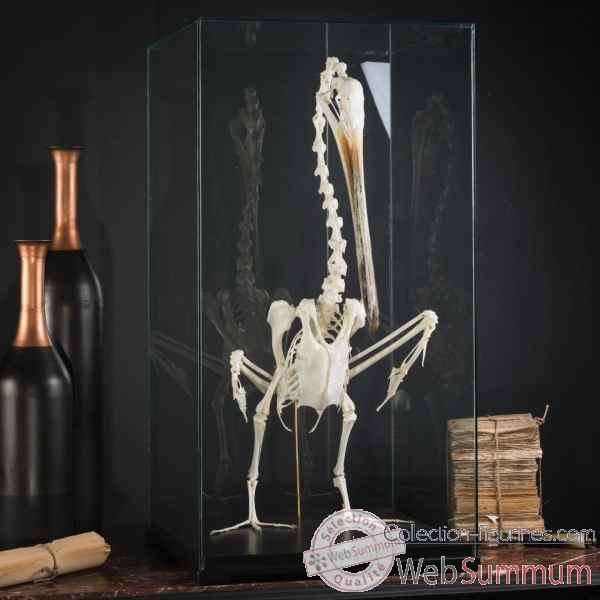 Squelette de pélican Objet de Curiosité -PU600